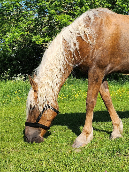 Field Safe Headcollar