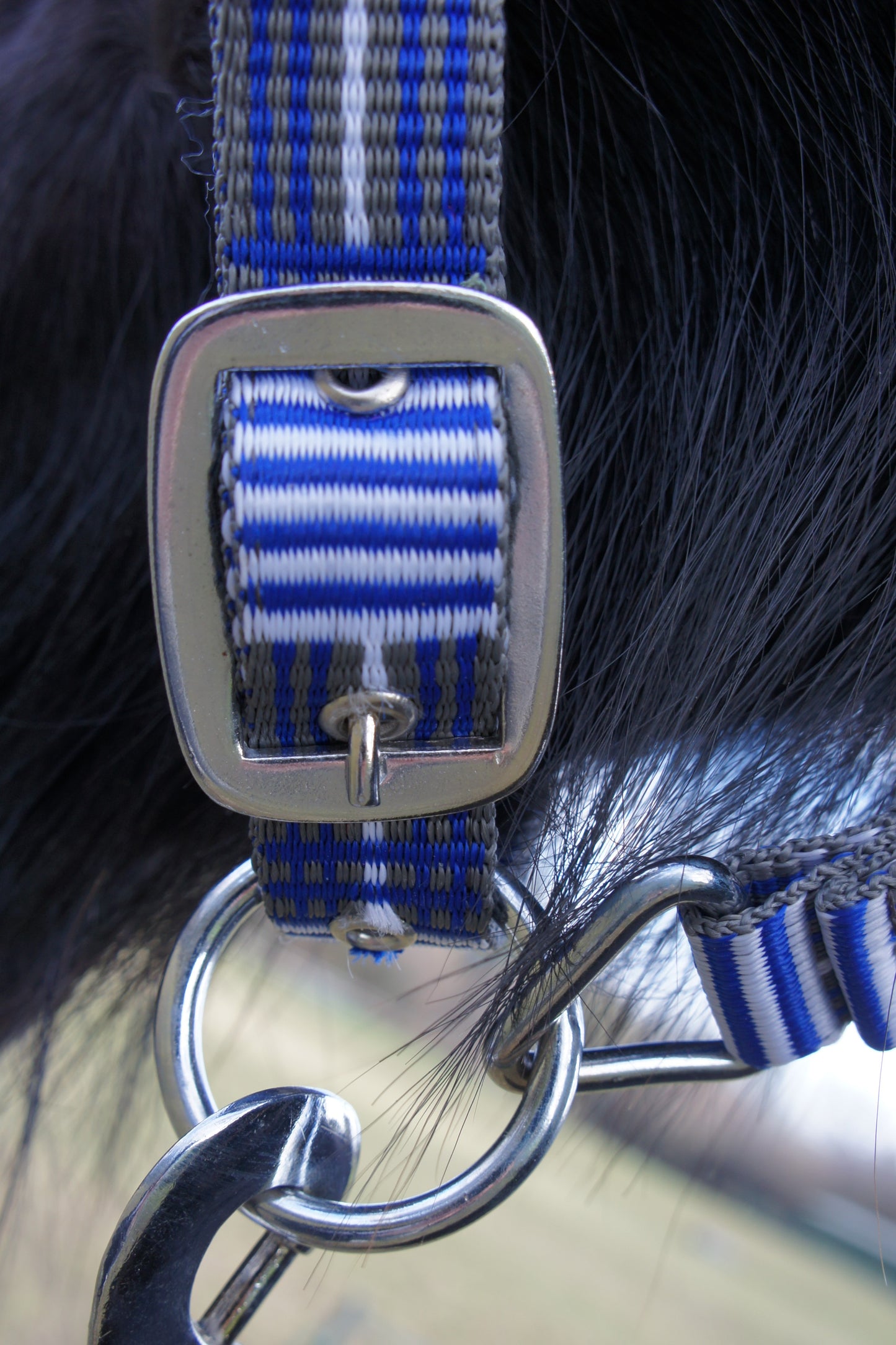 Headcollar & Lead Rope Blue Check