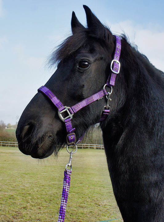 Headcollar & Lead Rope Purple Check
