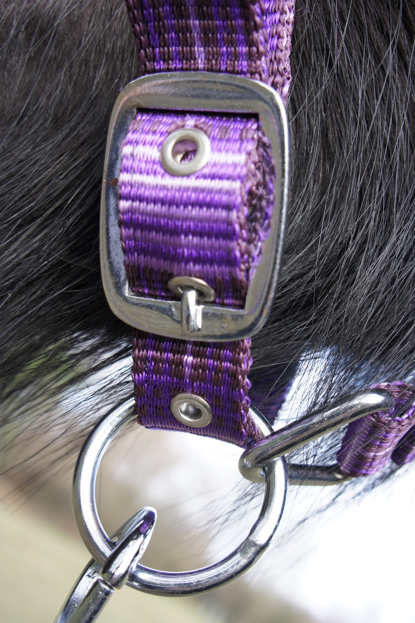 Headcollar & Lead Rope Purple Check